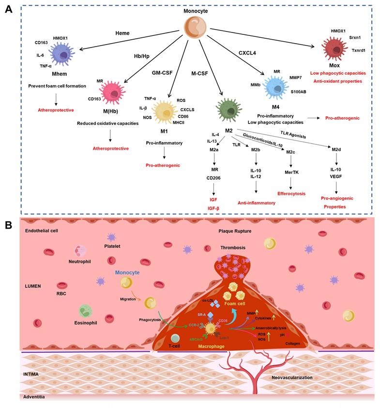 Theranostics Image