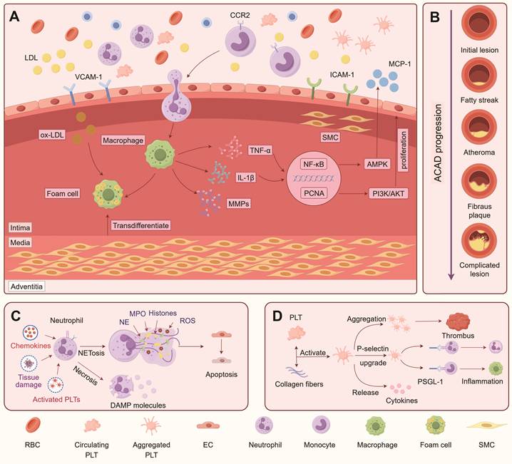 Theranostics Image