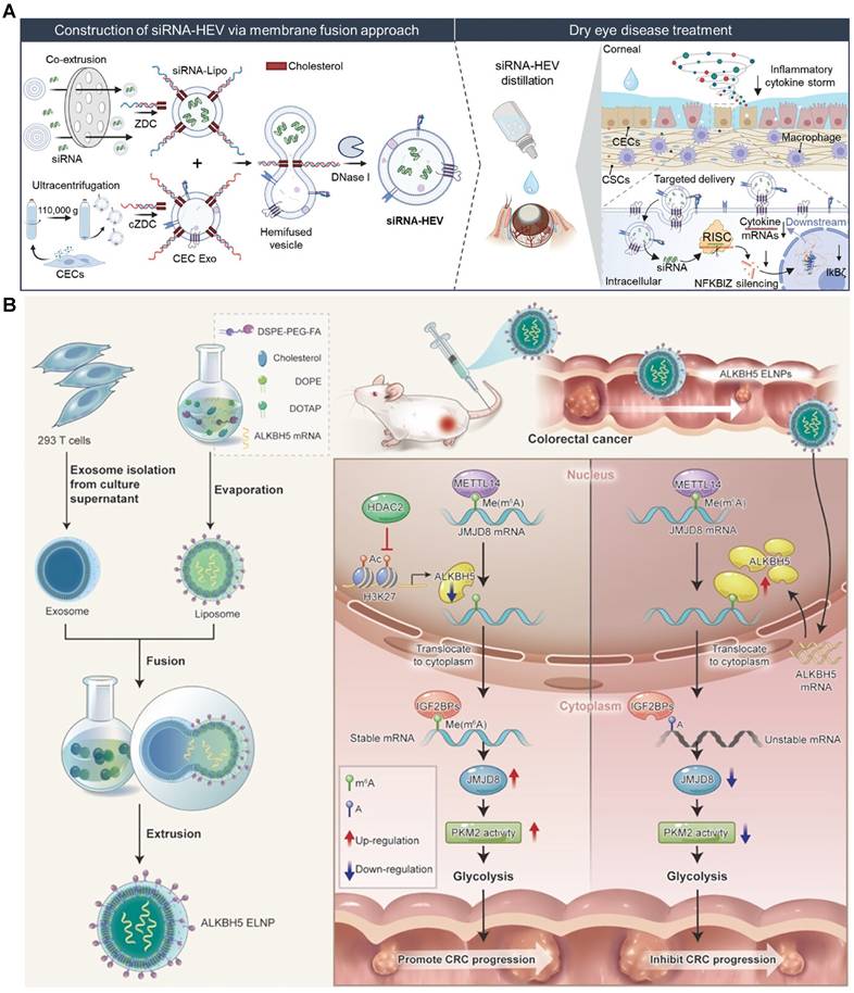 Theranostics Image