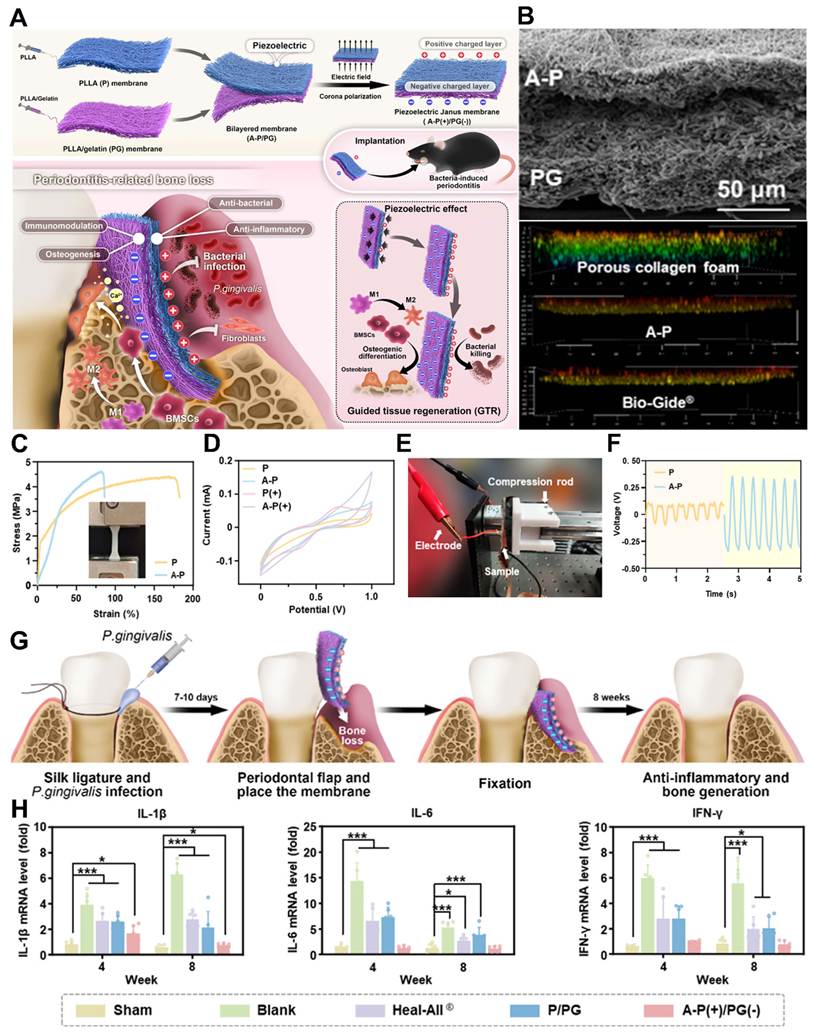 Theranostics Image