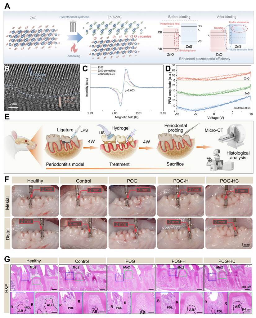 Theranostics Image