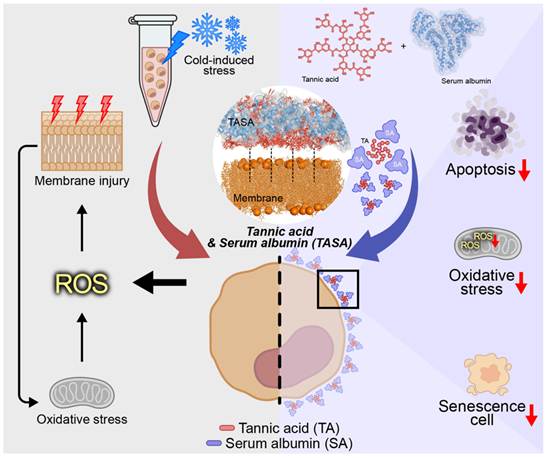 Theranostics Image