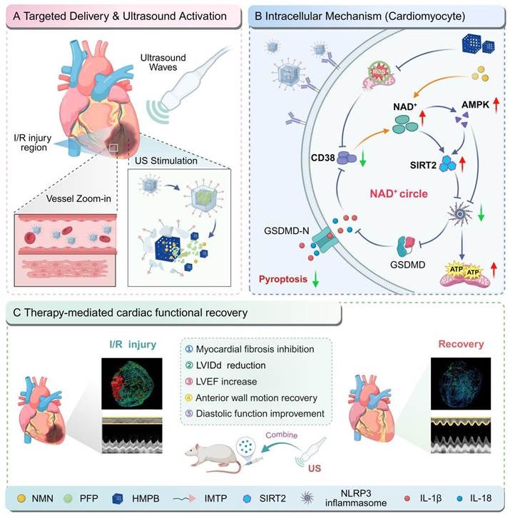 Theranostics Image