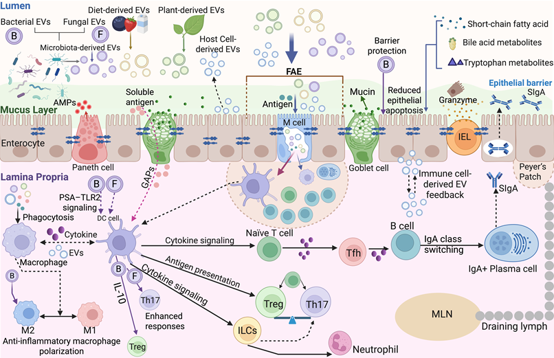 Theranostics Image