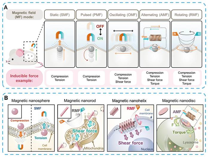 Theranostics Image