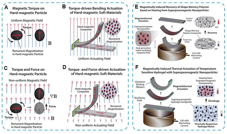 Theranostics Image